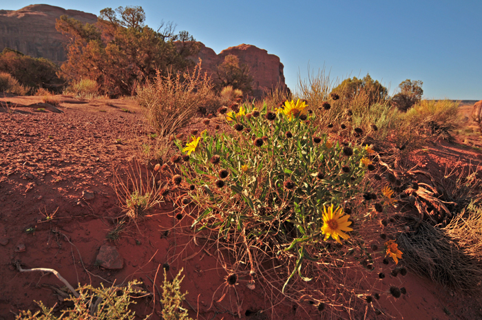 Badlands Mule-ears blooms from May or June to September or October and prefers elevations from 5,000 to 9,500 feet (1,52-2,896 m). Scabrethia scabra